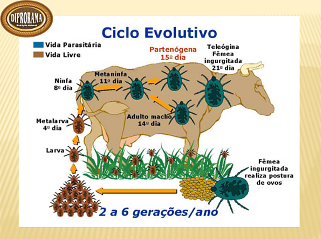 ciclo evolutivo do carrapato