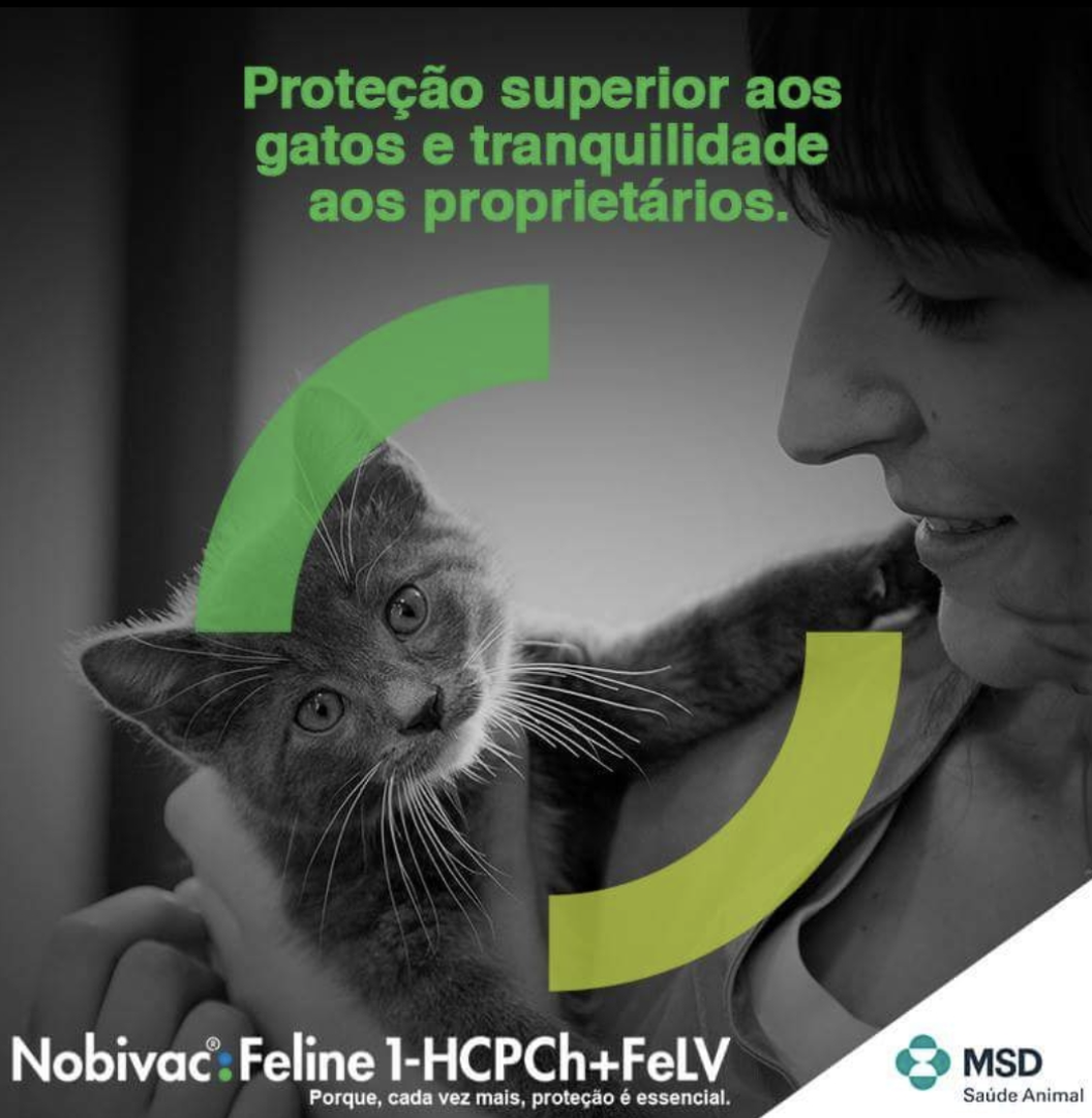 Leucemia Viral Felina (FeLV): saiba o que é e como proteger o seu gato!